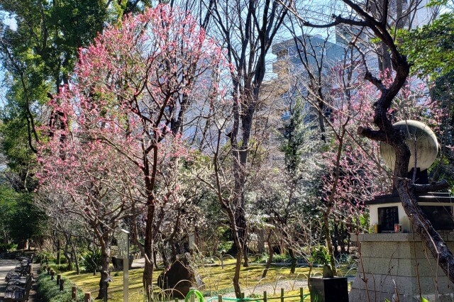 靖国神社の梅｜本殿裏の梅林では綺麗な梅の花が見られます