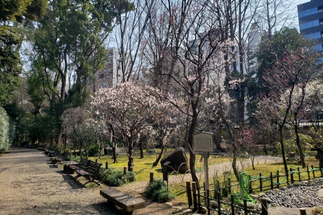 靖国神社の梅林の3月の様子