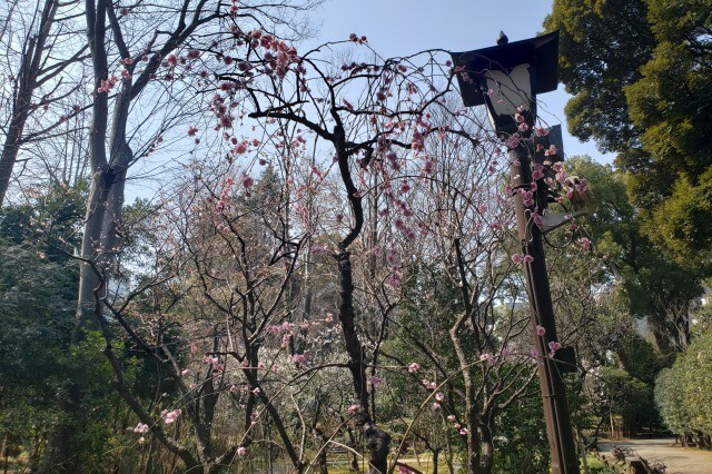 靖国神社の梅林の3月の様子