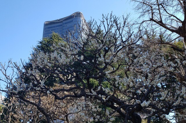 日比谷公園の梅｜見頃の時期には梅林に白とピンクの花が咲きます