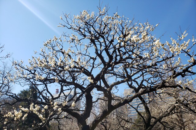 日比谷公園の梅