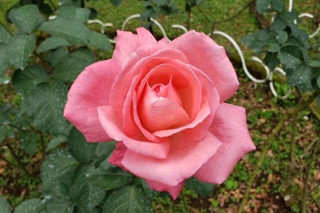 バラ園(薔薇園)/ローズガーデン｜東京近郊のバラの名所を紹介します