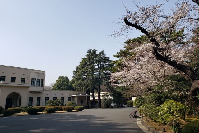 東京都庭園美術館の桜｜美術館前や西洋庭園に綺麗な桜が咲きます