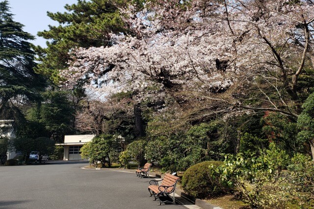 東京都庭園美術館の桜の見どころ｜美術館前