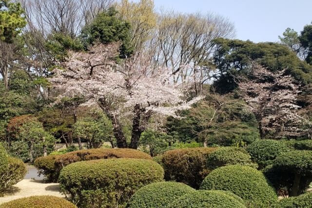 東京都庭園美術館の桜の見どころ｜美術館前