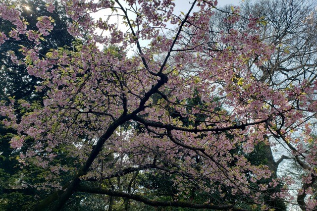 東京都庭園美術館の桜の見どころ｜新館前