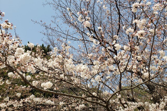 東京都庭園美術館の桜の見どころ｜西洋庭園