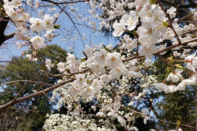 東京都庭園美術館の桜の見どころ｜西洋庭園