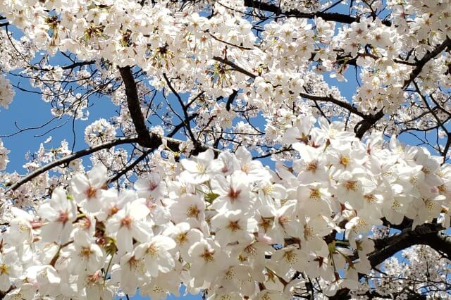 東京の桜(花見)おすすめスポット｜名所から穴場まで見どころを紹介