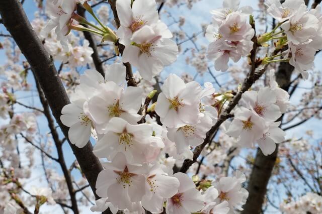 東京の桜(花見)おすすめスポット