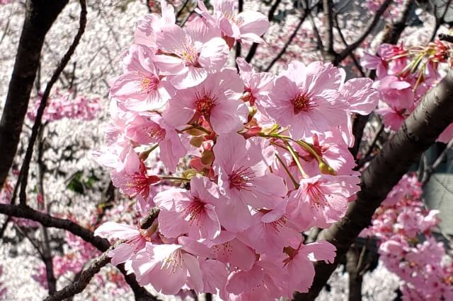 東京の桜(花見)の時期｜いつからいつまでが見頃なの？