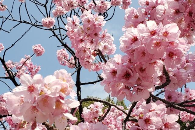 東京の桜(花見)の時期｜平年の開花時期や満開時期は？