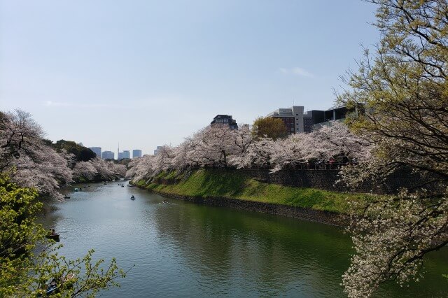 千鳥ヶ淵の桜(花見)の見頃と見どころ