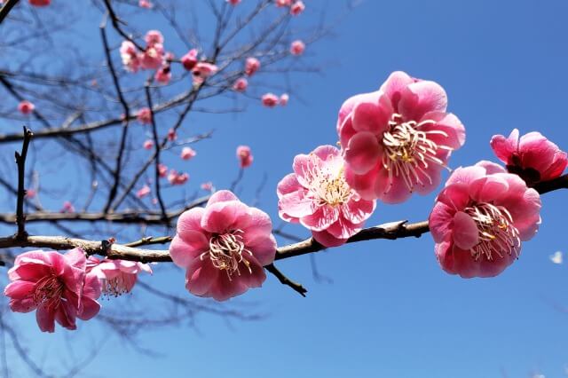 東京の梅（梅園・梅林）の名所｜梅が綺麗なスポットや梅まつりの情報