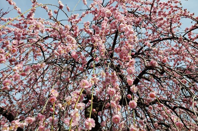 東京の梅（梅園・梅林）の見頃と開花情報