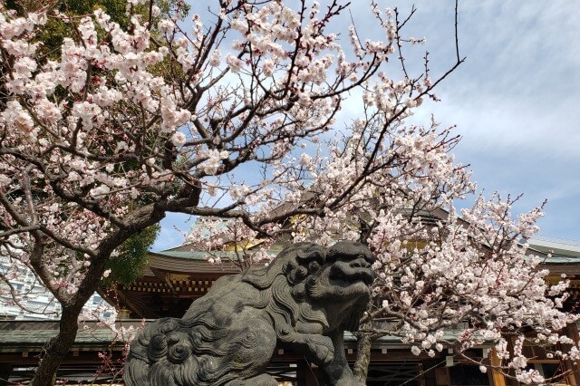 湯島天満宮の梅が綺麗なスポット・見頃・開花状況・梅まつりの情報
