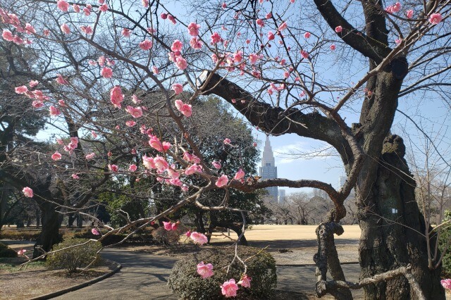 新宿御苑の梅が綺麗なスポット・見頃・開花状況・梅まつりの情報