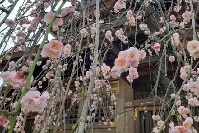 湯島天神(天満宮)の梅の見頃と開花状況