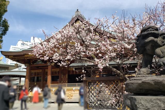 湯島天神(天満宮)の梅の花の写真｜本殿正面