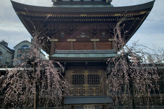 湯島天神(天満宮)の梅の花の写真｜本殿裏側