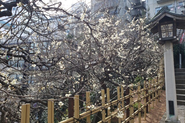 湯島天神(天満宮)の梅の花の写真｜女坂