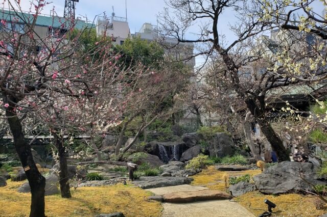 湯島天神(天満宮)の梅の花の写真｜梅園(唐門側)