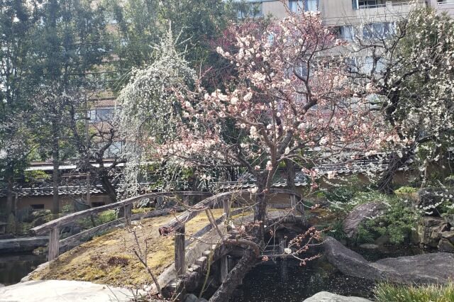 湯島天神(天満宮)の梅の花の写真｜梅園(唐門側)
