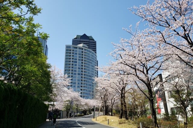赤坂サカスの桜(花見)｜さくら坂・サカス坂に綺麗な桜並木があります