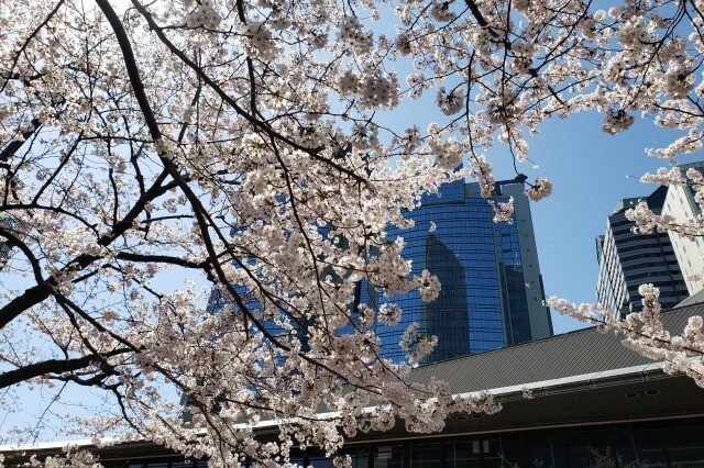 赤坂サカスの桜の見頃と開花状況