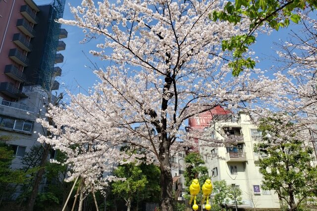 赤坂サカスの桜の見どころ｜さくら坂（赤坂Bizタワー周辺）