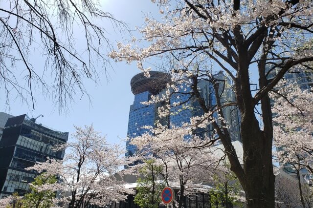 赤坂サカスの桜の見どころ｜サカス坂
