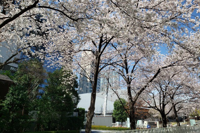 赤坂サカスの桜の見どころ｜赤坂Bizタワー前