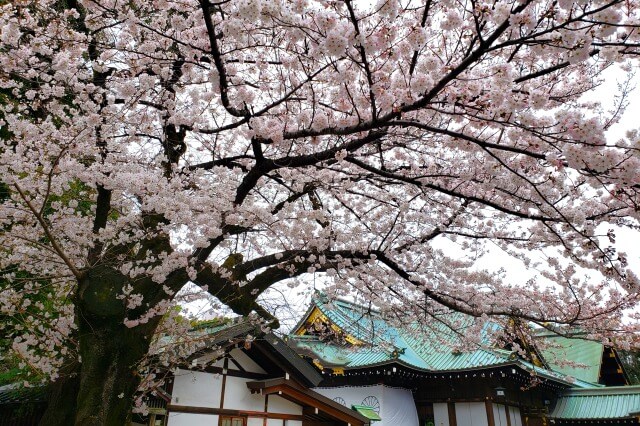靖国神社(東京)の桜(花見)｜桜の開花を告げる標本木があります