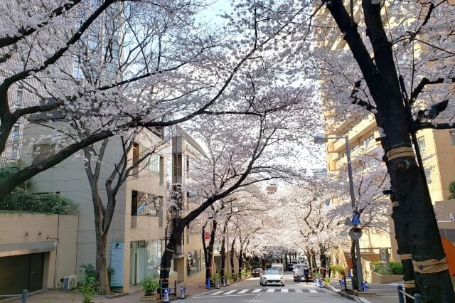 赤坂アークヒルズ周辺の桜(花見)｜スペイン坂や桜坂の綺麗な桜並木
