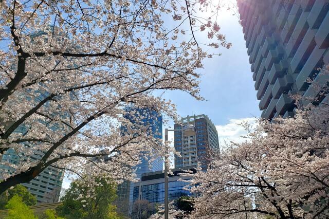 赤坂アークヒルズの桜(花見)