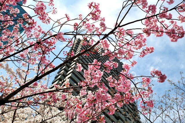 赤坂アークヒルズの桜の見頃と開花状況