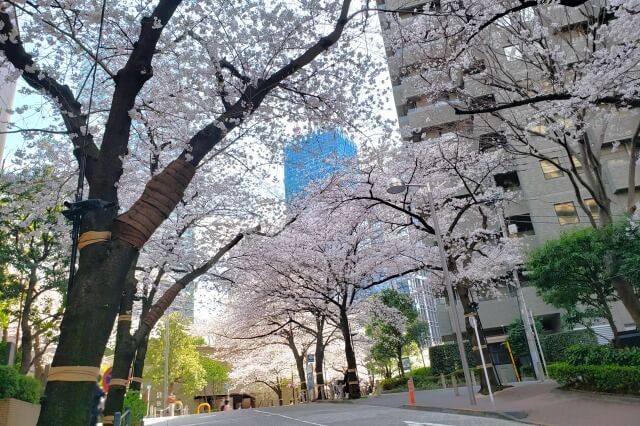 赤坂アークヒルズの桜の見どころ｜スペイン坂（六本木一丁目駅前）