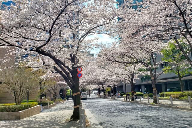 赤坂アークヒルズの桜の見どころ｜泉通り