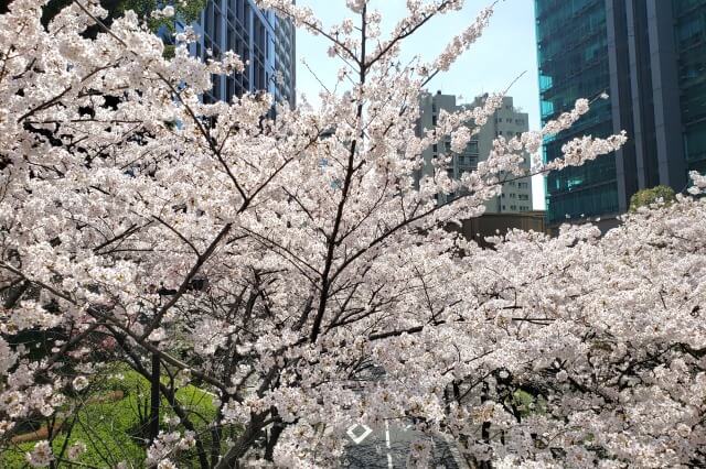 赤坂アークヒルズの桜の見どころ｜泉ガーデンギャラリー