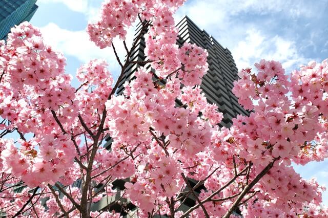 赤坂アークヒルズの桜の見どころ｜泉ガーデンギャラリー