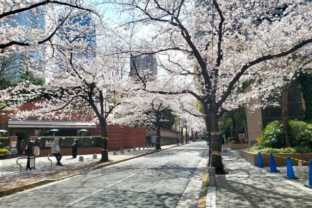 赤坂アークヒルズで桜を見ながらランチができるカフェやレストランは？