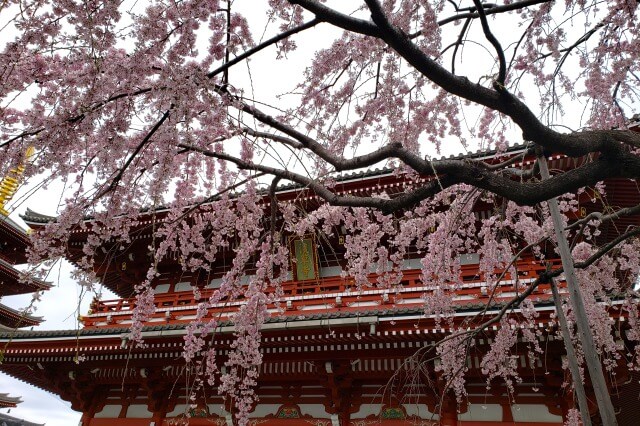 浅草の浅草寺の桜(花見)｜雷門から仲見世を通り抜けると満開の桜が！