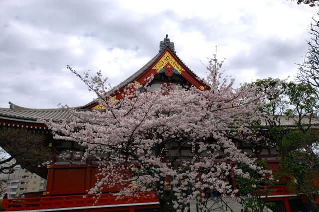 浅草の浅草寺の桜(花見)