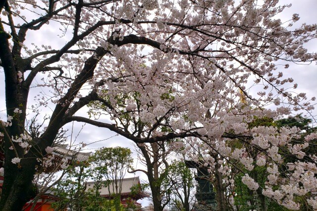 浅草の浅草寺の桜の見頃と開花状況