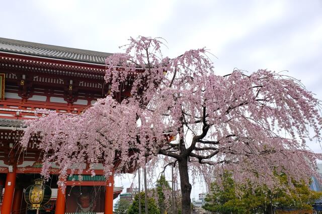浅草の浅草寺の桜の見どころ｜宝蔵門の周辺