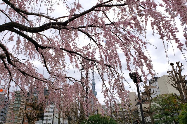 浅草の浅草寺の桜の見どころ｜宝蔵門の周辺