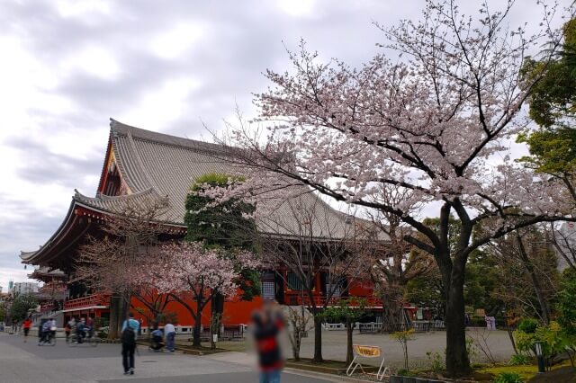 浅草の浅草寺の桜の見どころ｜本堂の周辺