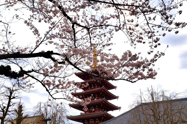 浅草の浅草寺の桜の見どころ｜五重塔の周辺