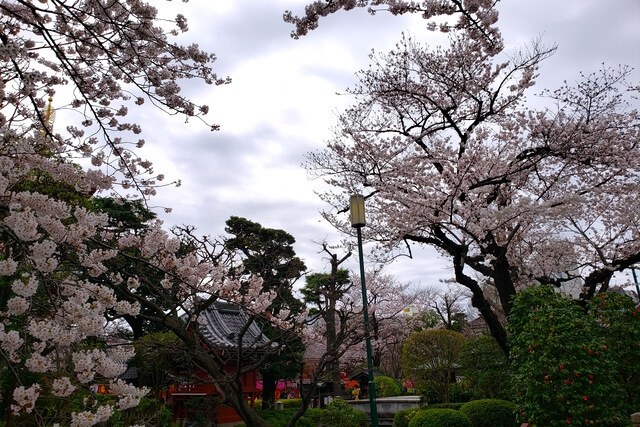 浅草の浅草寺の桜の見どころ｜影向堂の周辺