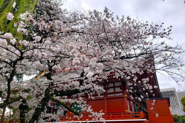 浅草の浅草寺の桜の見どころ｜浅草神社